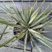 Yucca Rostrata (Juka)´ROSTRATA´ - kont. C7L, výška: 20-30 cm, Ø 20-30 cm (-22°C)